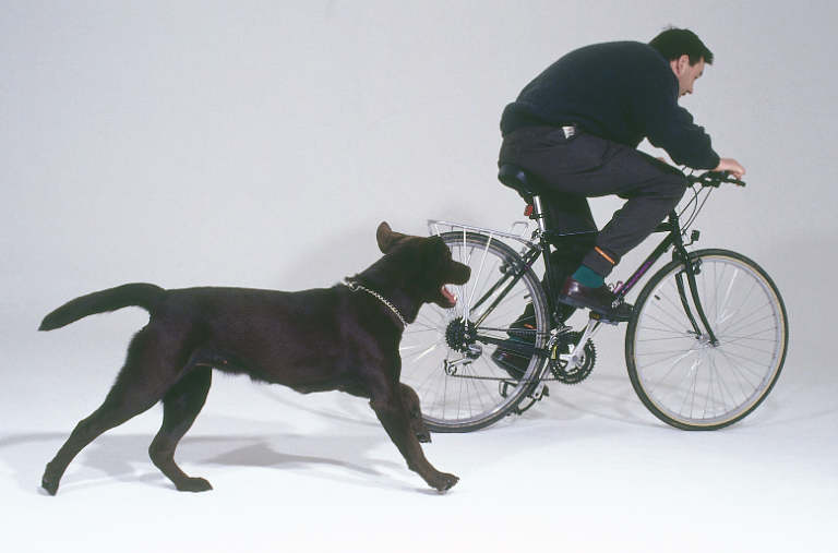 bike-and-dog.jpg